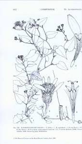 Image result for Austrosynotis