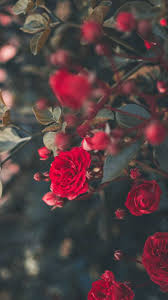 Download hd rose wallpapers best collection. Rose Wallpaper Kolpaper Awesome Free Hd Wallpapers