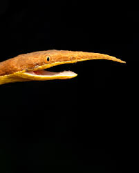 Image result for Nesogenes madagascariensis