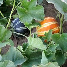 Graines Melon Kajari En 2020 Fruits Exotiques Graine De Melon Melon