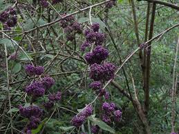 台北烏來 信賢步道 台灣紫珠 杜虹花callicarpa formosana 2014 12 14 plants birds