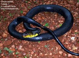 Image result for Nelsonia smithii