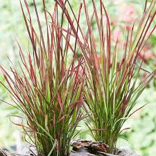 Grazile Graser Ziergarten Pflanzen Stauden