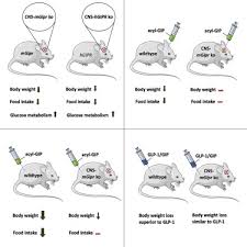 We did not find results for: The Glucose Dependent Insulinotropic Polypeptide Gip Regulates Body Weight And Food Intake Via Cns Gipr Signaling Sciencedirect