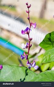 Image result for Lablab purpureus