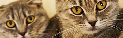 Adoption fee includes spay/neuter, feline leukemia/fiv testing, distemper vaccination, microchipping. Pets Registered By Owners Visitors Abu Dhabi Animal Shelter