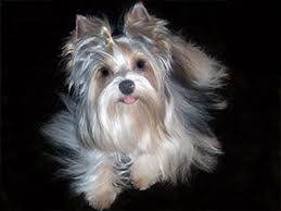 The yorkshire terrier is one of the most popular breeds, ranking no. Yorkie Valley