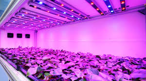 Led Lights With Uv Produce Plants With More Trichome Formations Prime Inspiration