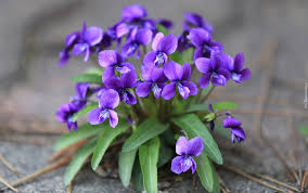 Happy birthday violet flowers bouquet. February Birth Flower The Violet