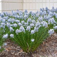 Image result for Blumea adamsii