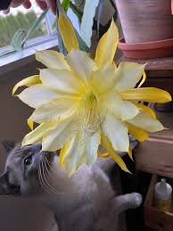 Image result for Monadenium crenatum