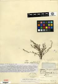 Image result for Euploca katangensis