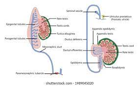 Rete Testis Images Stock Photos Vectors Shutterstock