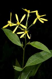 Image result for Senecio hadiensis