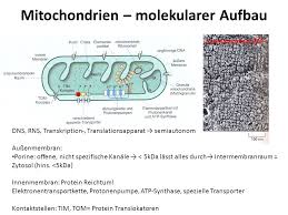 Es handelt sich um eine große und uneinheitliche gruppe von proteinen. Dr Orsolya Kantor Institut Fur Anatomie Histolgie Und Embryologie Ppt Video Online Herunterladen