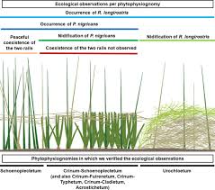 Image result for Urochloa arrecta