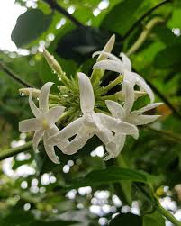 Gorgeous Jasmine Flower Jasmine Flower Planting Flowers Fragrant Flowers