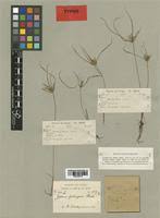 Image result for Cyperus zollingeri