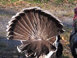 All data are based on 1,252 salary surveys. Why Don T We Eat Turkey Tails Arts Culture Smithsonian Magazine