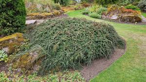 Image result for Cotoneaster microphyllus