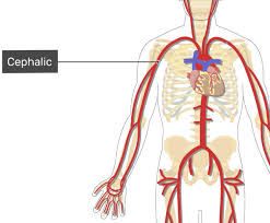 Ulnar artery supplies blood to the little finger side of the arm and the palm of the hand Major Systemic Arteries