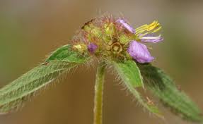 Image result for Antherotoma naudinii