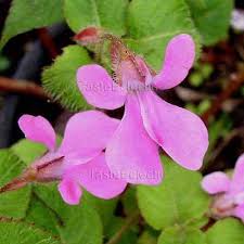 Image result for Impatiens mildbraedii