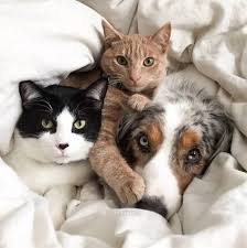 Tourne Encore Un Peu La Tete Le Chien Et Regarde Bien L Objectif Voila C Est Parfait Animals Friendship Animals Dog Cat