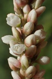 Image result for Persicaria lapathifolia