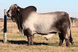 Affected brahman cattle grow poorly and have muscular weakness and neurologic disease. Why Brahman Cattle B R Cutrer Inc Hungerford Texas