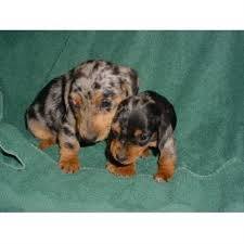 We help lives, four paws at a time. Dachshund Puppies For Sale In Michigan Petswall