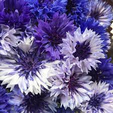 Stunning Edible Cornflowers From Maddocks Farm Organics Edible Flowers Farm Plants