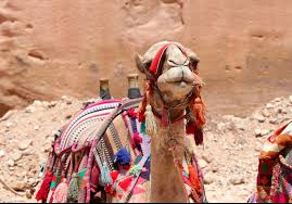 Ive heard close to a million. Pin On Petra A World Wonder