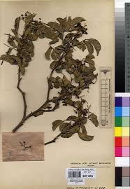 Image result for Zanthoxylum holtzianum