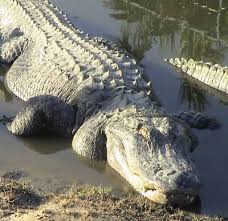 In the water, an alligator can reach a top speed of 20 mph. How Alligators Work Howstuffworks