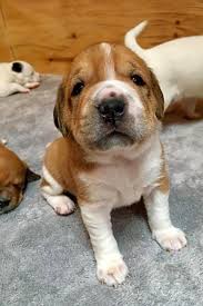 Lots of boxer puppies available in all colors puppies will be ready to go to their new homes the end of ju… These New York City Based Puppies Are Up For Adoption And In Need Of A Good Home Cbs New York