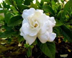 We did not find results for: Arti Dan Makna Bunga Kacapiring Gardenia Http Bibitbunga Com Blog Arti Dan Makna Bunga Kacapiring Gardenia Gardenias Tanaman Bunga Cantik