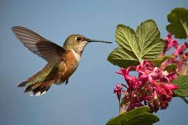 These birds are fearless, and are known for chasing away other hummingbirds and even larger birds, or rodents away from their favorite. Rufous Hummingbird Wikipedia