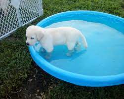 Pups will be ready to. Akc English Labrador Puppies For Sale In Allegan Mi 269 512 2528 English Lab Puppy Allegan Mi Is Close To Plainwell Otsego Grand Rapids Holland Hamilton Flint Detroit Paw Paw Indiana Il