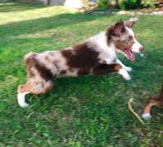It is great with active children. View Ad Miniature Australian Shepherd Puppy For Sale Near Oklahoma Fort Cobb Usa Adn 99140