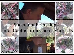 Although cacti can survive without water for weeks on end, there's no way that it's going to thrive with that little attention. Succulent Repotting 2 Coral Cactus From The Cactus Shop Youtube