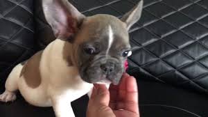 We have a wide range of frenchies for you. Jade Akc French Bulldog Boy Blue Fawn Pied Available Youtube