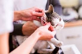 Kedilerde Kulak Uyuzu Semptomlar Ve Tedavi My Animals