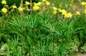 Image result for Cyperus papyrus