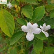 Image result for Barleria crassa