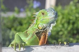 Check spelling or type a new query. Fwc Bans Tegus Green Iguanas And Other Invasive Reptiles Miami Herald