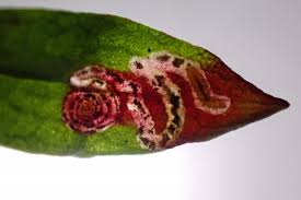 Image result for Enteucha acetosae