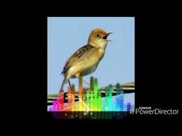 Check spelling or type a new query. Suara Burung Cingklong Atau Cici Padi Gacor Dor Bagus Buat Pikat Youtube