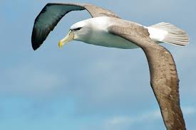 Check spelling or type a new query. The Albatross Is Inspiring Tomorrow S Aircraft Wings Innovation Airbus