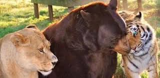 Tiger woods was born in san francisco, california. Quiz Are You A Lion A Tiger Or A Bear Proprofs Quiz